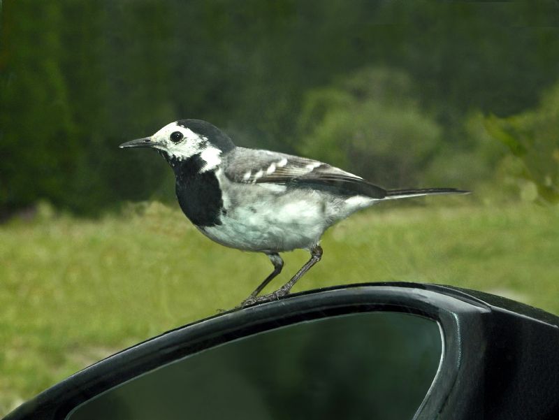 In una valle alpina: Ballerina bianca (Motacilla alba)